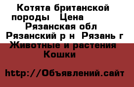 Котята британской  породы › Цена ­ 2 500 - Рязанская обл., Рязанский р-н, Рязань г. Животные и растения » Кошки   